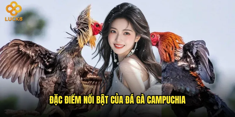 Đá gà Campuchia tại Luck8 có gì khác biệt so với các đấu trường khác? 2 Đặc điểm nổi bật của đá gà Campuchia