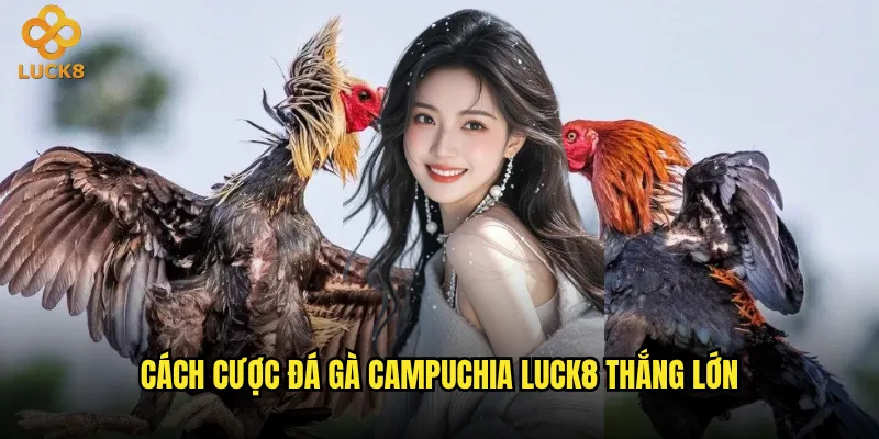 Đá gà Campuchia tại Luck8 có gì khác biệt so với các đấu trường khác? 3 Cách cược đá gà Campuchia Luck8 thắng lớn