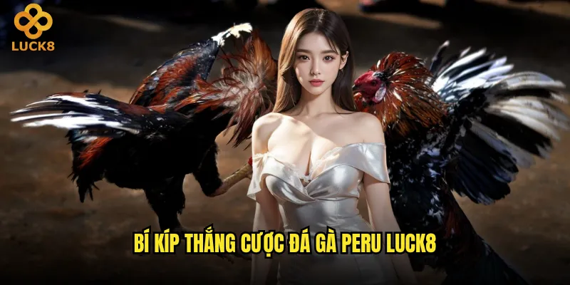 Đá gà Peru Luck8 có đáng để đầu tư thời gian không? 3 Bí kíp thắng cược đá gà Peru Luck8