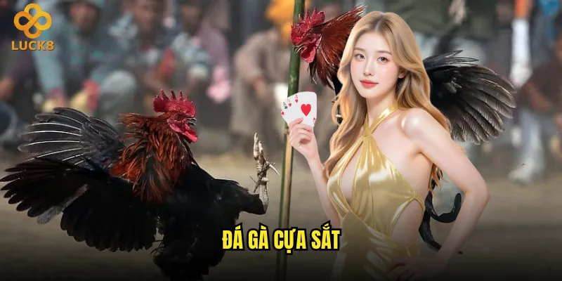 đá gà cựa sắt